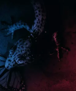 Pino Donaggio Trauma – Original Motion Picture Soundtrack 2XLP 2 Pino Donaggio Trauma – Original Motion Picture Soundtrack 2XLP