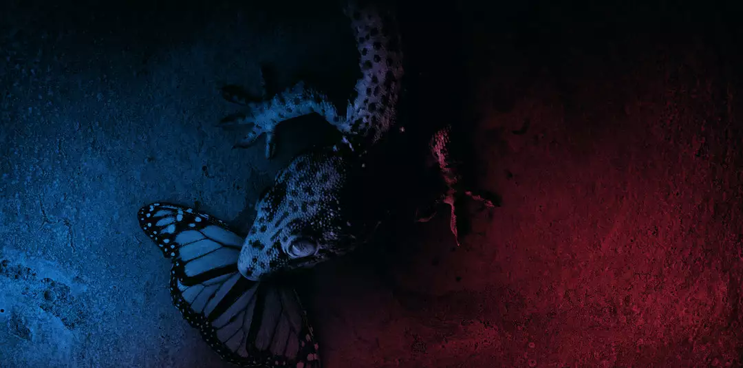 Pino Donaggio Trauma – Original Motion Picture Soundtrack 2XLP Pino Donaggio Trauma – Original Motion Picture Soundtrack 2XLP